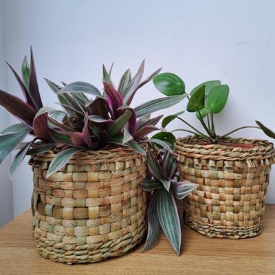 Basketry Workshop Weave your own Plant Pot | Saturday July 1st @ 11am - Radical Giving